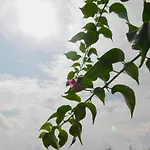 Lejo
